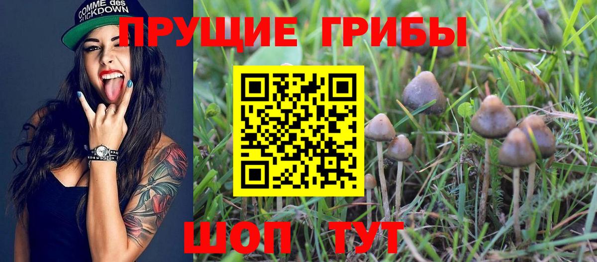 Псилоцибиновые грибы мицелий Псков